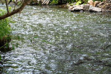 Small forest river flowing through green vegetation