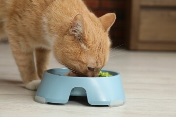 Cat eating natural products from feeding bowl indoors. Pet's balanced diet