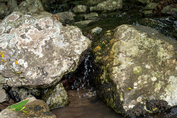 Small forest river flowing through green vegetation
