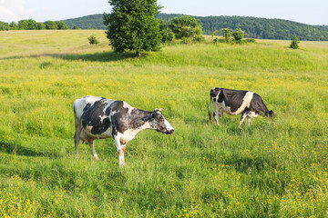 Beautiful cows grazing on green meadow. Farm animal