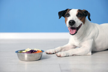 Cute dog and bowl with fresh natural products on floor near blue wall at home. Pet food