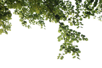 Beautiful tree branches with green leaves isolated on white, bottom view