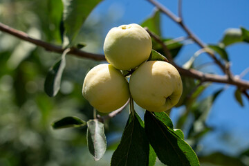 Golden Apples Ripening in Sunlight – Organic Fruit Tree Branch