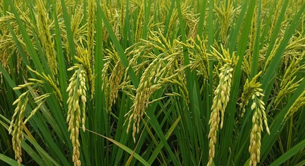 Rice crop in field agriculture and food production