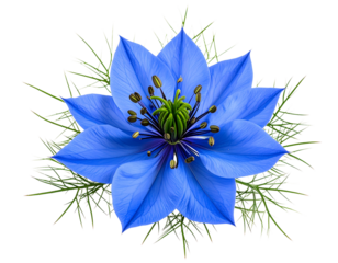 Close-up of Blue Nigella Damascena Flower with Fine Petals, isolated on a transparent background.