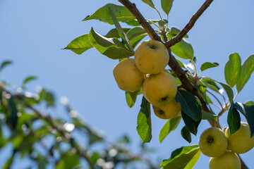 Golden Apples Ripening in Sunlight – Organic Fruit Tree Branch