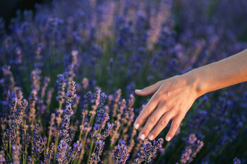 Closeup of female hands picking lavender in the field. Meditation in nature.