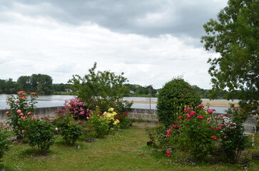 Candes Saint Martin  (Indre et Loire - Pays de la Loire - France)