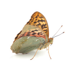 Butterfly. The cardinal (Argynnis pandora) isolated on white
