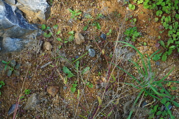 Slender Leaf Wild Parsley in Natural Habitat