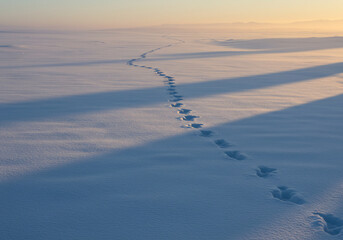 Footprints in deep snow leading towards a golden horizon at sunrise in a vast winter landscape
