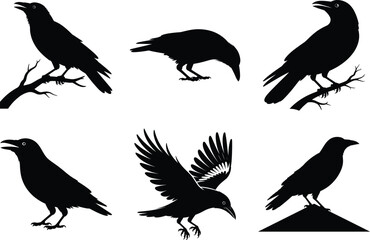 Obraz premium Crow SVG Silhouette Bundle, Crow Vector Art black and white Background. Flying Raven illustration.