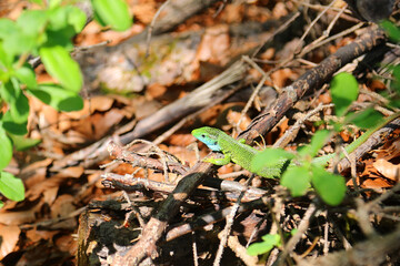 lizard with vibrant colors and many tones of green on the branch of the tree