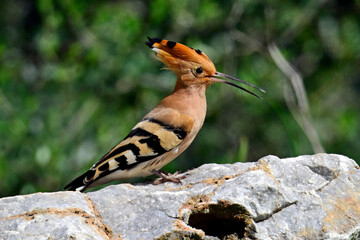 Wiedehopf // Eurasian hoopoe (Upupa epops) © bennytrapp