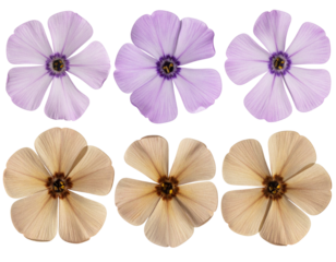 Pressed Phlox Flower Specimen with Visible Veins, isolated on a transparent background.