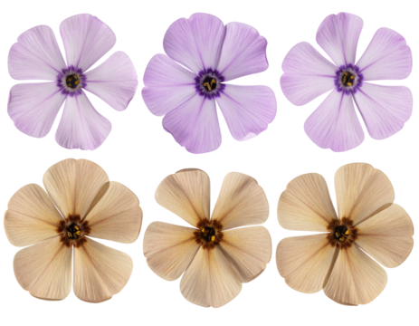 Pressed Phlox Flower Specimen with Visible Veins, isolated on a transparent background.