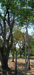 Obraz premium Verdant Forest Canopy: A view of lush trees rising towards the blue sky, their branches intertwined in a captivating display of nature's intricate design. The varying shades of green.