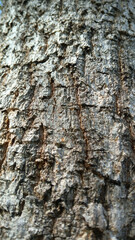 Rough Tree Bark Texture: A close-up captures the intricate, natural patterns and textures of rough tree bark. The rugged surface, marked by various ridges and grooves.