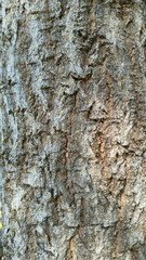 Tree Bark Texture: Close-up view of rough tree bark, showing intricate texture and patterns in shades of brown and gray. Perfect for background, design, or nature themes.