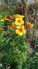 Golden Blooms in Sunlight: Close-up shot of vibrant yellow trumpet flowers basking in the sun, exuding beauty and the essence of spring. 