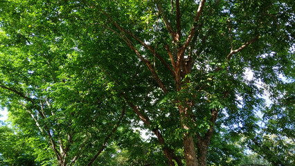 Under the Canopy: A mesmerizing view of a tree reaching for the sky, its branches a vibrant mix of leaves, inviting viewers to appreciate nature's artistry.