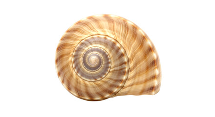Obraz premium Seashell Close-up: Spiral Pattern and Texture of a Coastal Seashell