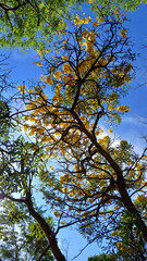 Sunlit Canopy: A vibrant, low-angle shot captures the serene beauty of a tree's canopy, its sunlit branches reaching toward a brilliant, clear blue sky. 