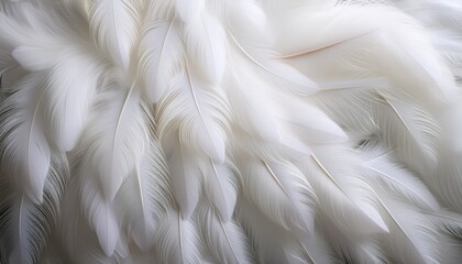 Obraz premium close up of soft delicate white feathers gently overlapping creating a light airy and serene texture with soft natural lighting