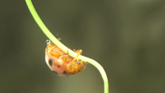 Ladybug is a small, colorful beetle with red wings and black spots, known for garden pest control and natural beauty