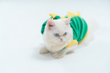 Adorable white long-haired cat lying on a white surface wea a colorful dinosaur costume with yellow...