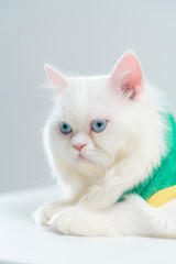 Close-up of a white fluffy cat with striking blue eyes wea a green and yellow sweater, resting on a plain light gray background with a calm and curious expression