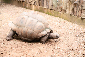 A large land tortoise walking across dry sandy ground with wooden fence in the background du daytime