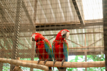 Two vibrant red and blue parrots perched side by side on a bamboo branch inside a bird aviary with metal mesh and glass