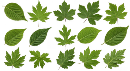 Diverse Collection of Green Leaves Showcasing Natural and Botanical Beauty in Various Shapes and Textures, isolated on a transparent background