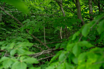 Lush Green Forest with Dense Foliage &ndash; Natural Wilderness Scene