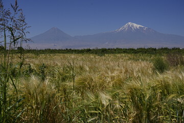 Mount Ararat with snow peak and wheat field