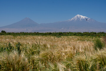 Fototapeta premium Mount Ararat with snow peak and wheat field