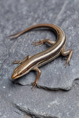 Skink on Gray Stone: Shiny Body Texture on Clean Background
