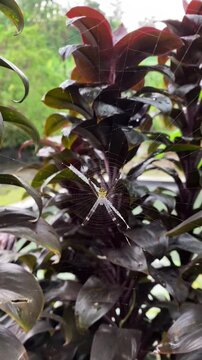 spider in the web