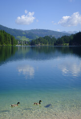 On Braies Lake, ducks swim surrounded by the breathtaking scenery of the majestic Dolomites. A natural paradise.