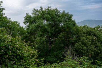 Forested hills and valley under clouds