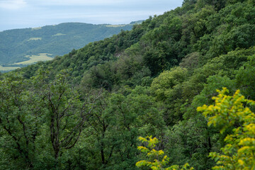 Forested hills and valley under clouds