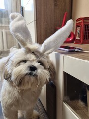 rabbit in the kitchen