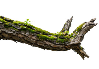 Rugged Weathered Branch with Moss and Leaves Against White Background, Symbolizing Age, Resilience, and Natural Beauty