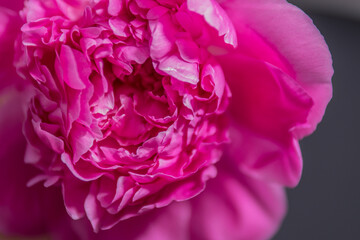 Fototapeta premium Pink Peony Flowers on Dark Background