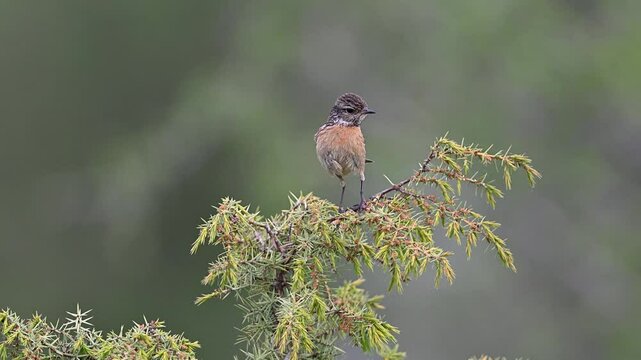 stonechat bird staning on a branch