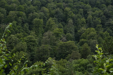Lush green forest landscape in summer