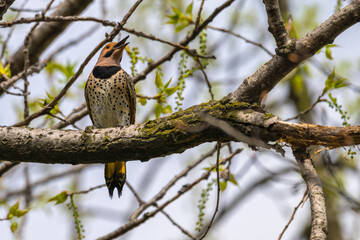 Northern flicker perched in a tree.