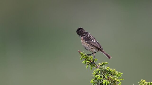 stonechat bird staning on a branch