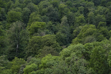 Lush green forest landscape in summer